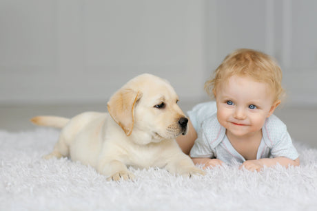 Enzyme Cleaner for Dog Urine and Poop: The Carpet Rescue Guide