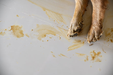 How to Eliminate Pet Odor from Your Entire Home (Room by Room)