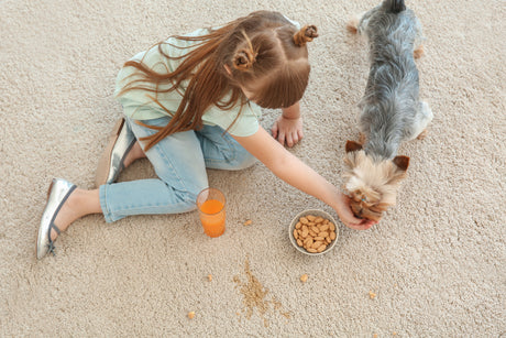 Kids AND Pets in the House? Your Complete Stain & Odor Survival Guide