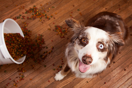 Food Stains vs. Pet Stains: Why One Cleaner Doesn't Fit All (and Which Does)